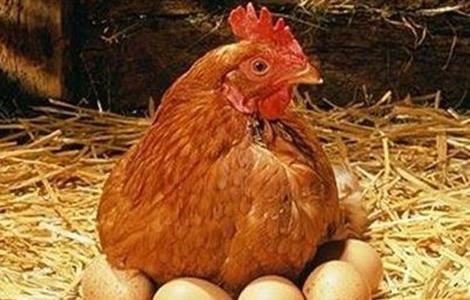 如何降低蛋鸡饲料成本 怎么降低鸡饲料成本