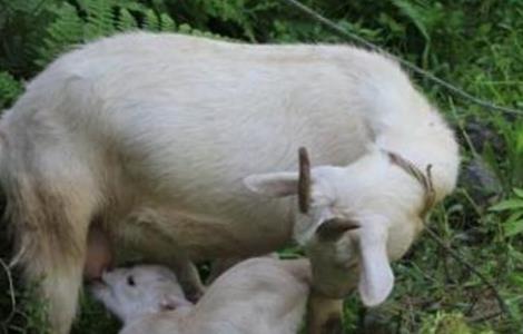 怀孕母羊怎么管理 怀孕母羊怎么管理产奶量