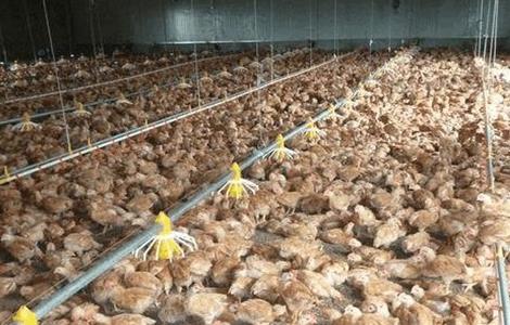 散养雏鸡养殖环境 雏鸡几天可以散养