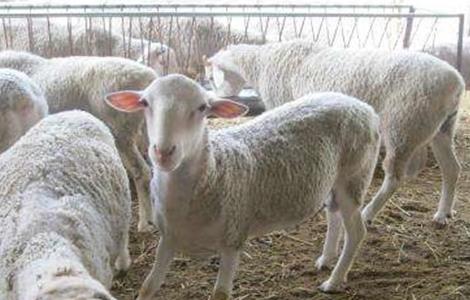 肉羊养殖赔钱的原因（肉羊养殖的风险）