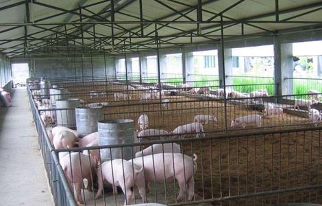 猪舍环境 对猪的影响