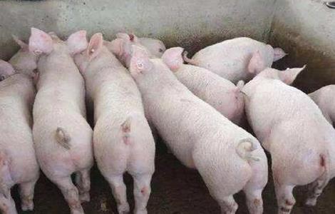 猪舍环境 对猪的影响