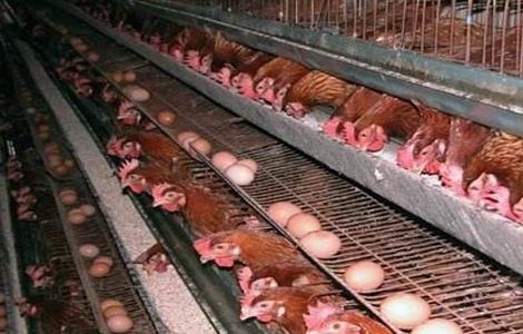 秋季蛋鸡养殖注意什么 秋季蛋鸡养殖需要注意哪些问题