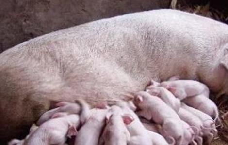 初产母猪常见问题 初产母猪常见问题及解决