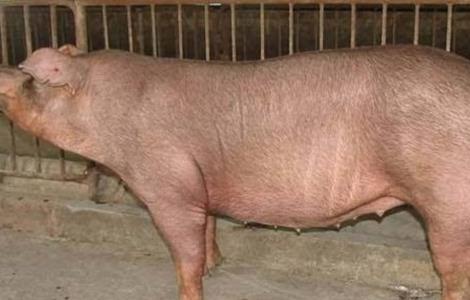 冬季怀孕母猪饲养管理（母猪怀孕后期与产后的饲养管理）