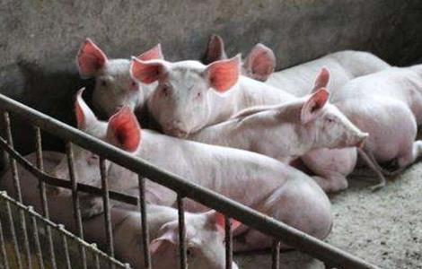 生猪不同生长阶段的疾病防控要点 养猪各阶段疾病的防治