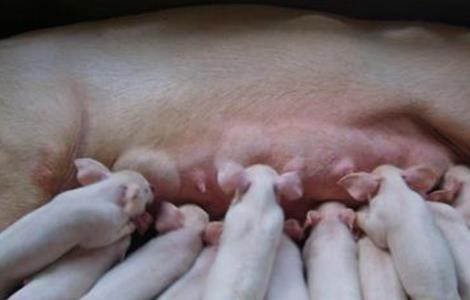 母猪在哺乳期能驱虫吗 母猪在哺乳期能驱虫吗