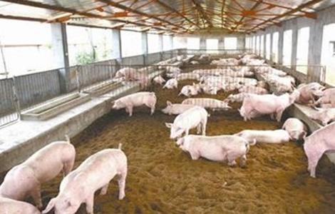 发酵床养猪的优缺点（发酵床养猪的优缺点有哪些）