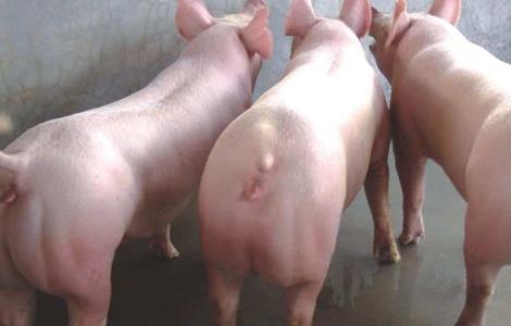 二元母猪养殖技术（二元母猪怎样育种）