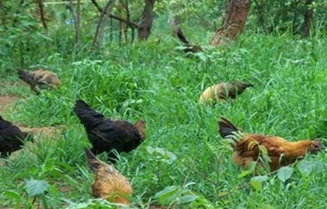 生态养鸡有什么优势 生态养鸡的前景与政策