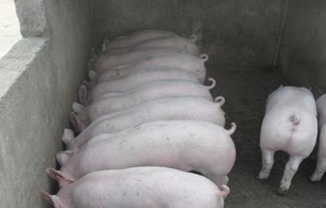 造成仔猪生长速度慢的原因 肥猪生长慢原因