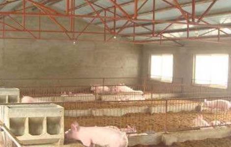 发酵床冬季养猪注意事项 发酵床养猪技术有哪些存在的问题