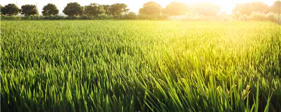 水稻的生长环境有哪些要求（水稻生长的环境条件）