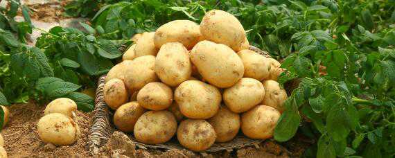 土豆的种植时间和方法
