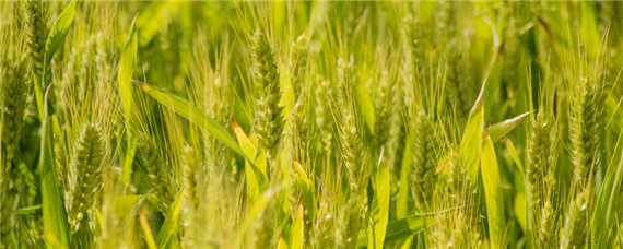 小麦扬花期过后多久是灌浆期