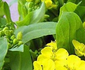 白菜苔子花的营养价值（白菜苔子花的营养价值与功效）