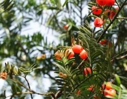 红豆杉树的功效与作用 红豆杉树的功效与作用几年有药用