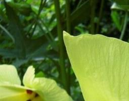 黄蜀葵的功效与作用 黄蜀葵的功效与作用及禁忌