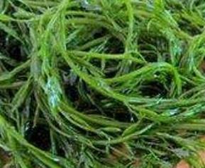 螺旋藻怎么吃 螺旋藻怎么吃?正确吃法