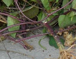 扁豆根的功效与作用 扁豆根的功效与作用及禁忌