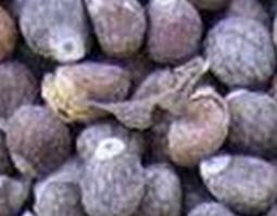 紫苏子的功效与作用 紫苏子的功效与作用及食用方法禁忌