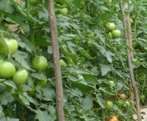 北方露天西红柿种植技术（露天种植西红柿管理与栽培技术）