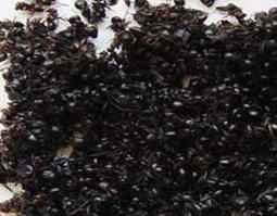 黑蚂蚁的功效与作用（黑蚂蚁的功效与作用及禁忌的功效与作用）