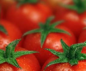 番茄的功效和作用 番茄的功效和作用禁忌