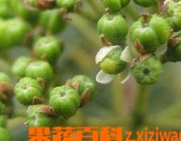 吴茱萸图片（吴茱萸图片大全）