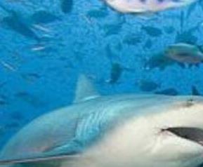 鲨鱼软骨素的功效和作用 鲨鱼软骨素有什么功效