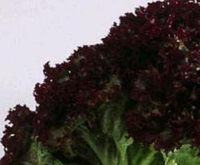 紫叶生菜和生菜的区别（紫叶生菜和生菜的区别图片）