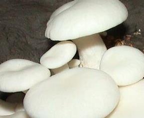 小白菇的功效与作用及禁忌 小白菇的功效与作用