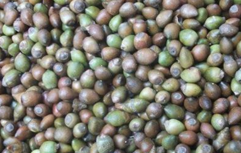 红豆杉种子价格及其种植方法
