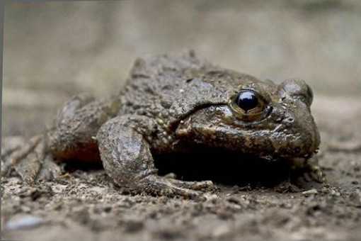 石蛙多少钱一斤