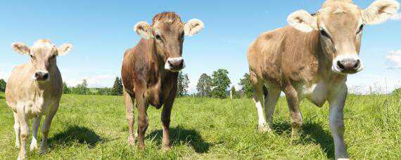 牛一天吃多少斤草料