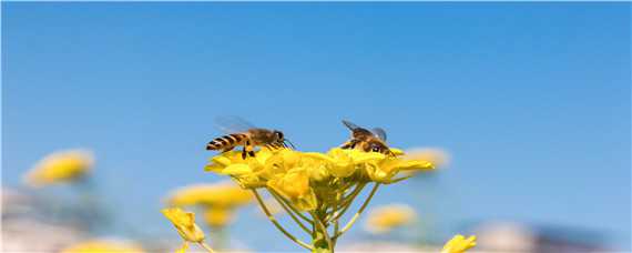 蜜蜂一年分蜂期有几次 蜜蜂多久分蜂一次