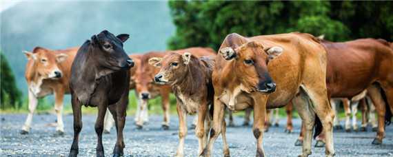 牛的养殖技术与管理