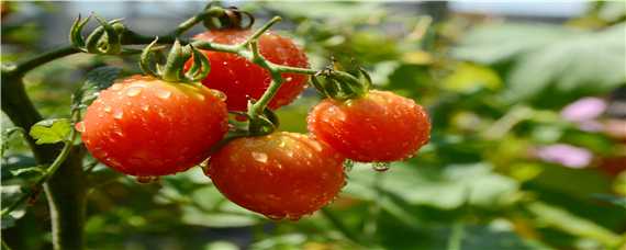 西红柿管理方法和过程 小西红柿的管理方法