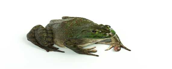 虎纹蛙和黑斑蛙的区别
