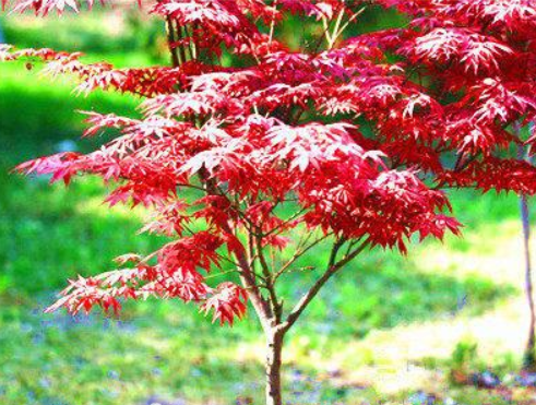 日本红枫种植技术（日本红枫种植技术与管理）