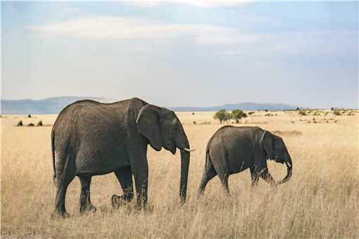 大象是几级保护动物 中国大象是几级保护动物