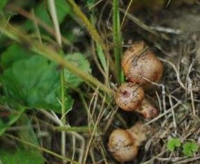 松树蘑菇的功效和作用 松树蘑菇功效与作用