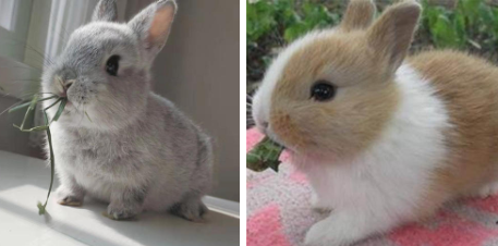 迷你垂耳兔价格多少钱一只 美国迷你垂耳兔多少钱一只