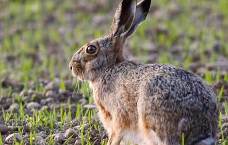 野兔养殖场建设要求 野兔养殖基地的建设养殖技术