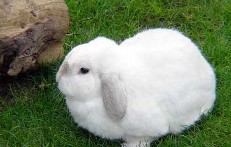 兔子耳痒病防治技术 兔子耳痒病防治技术视频