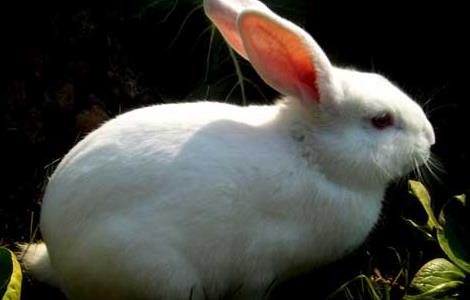 家兔冬季养殖注意防湿 家兔的养殖与注意事项