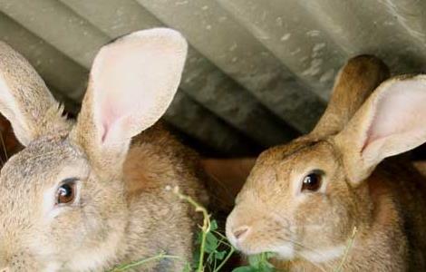 家兔冬季养殖的防疫工作 家兔冬季养殖的防疫工作是什么