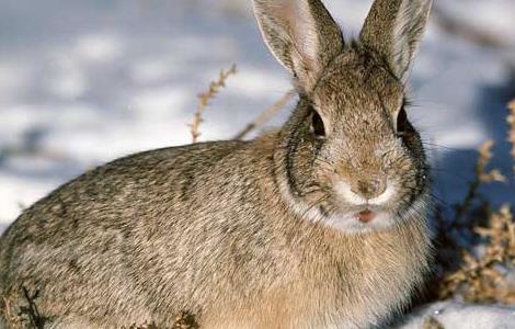 介绍五种喂养兔子的常用饲料