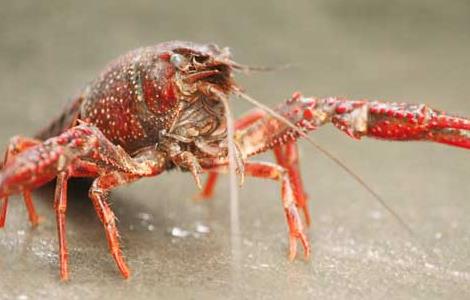 小龙虾养殖效益影响因素 养殖小龙虾的优势和劣势