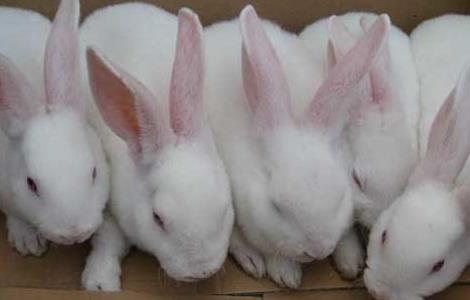 夏季兔子养殖场如何给兔子降温？